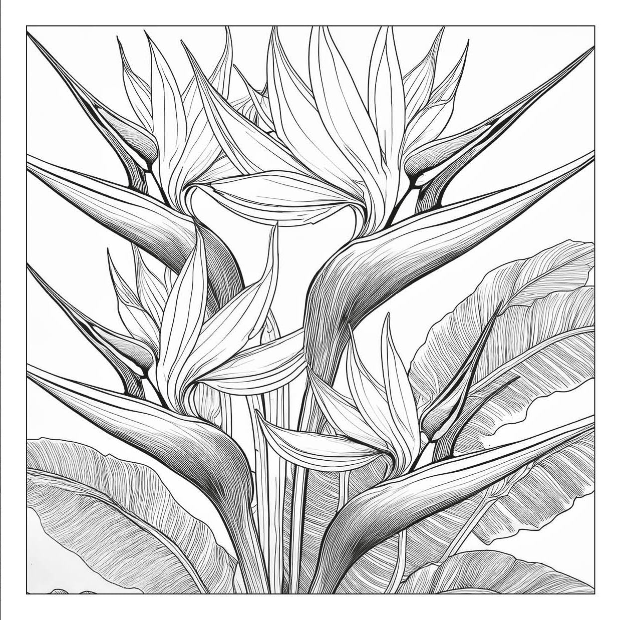 Exquisite Flowers – floral adult coloring book with detailed bird-of-paradise flowers | MATI Publishing